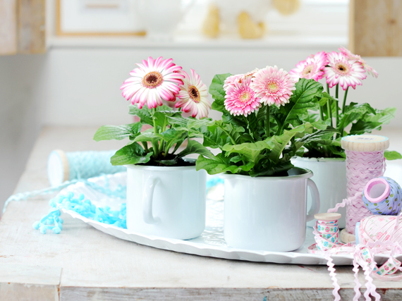 Gerberas: las margaritas del ‘flower power’